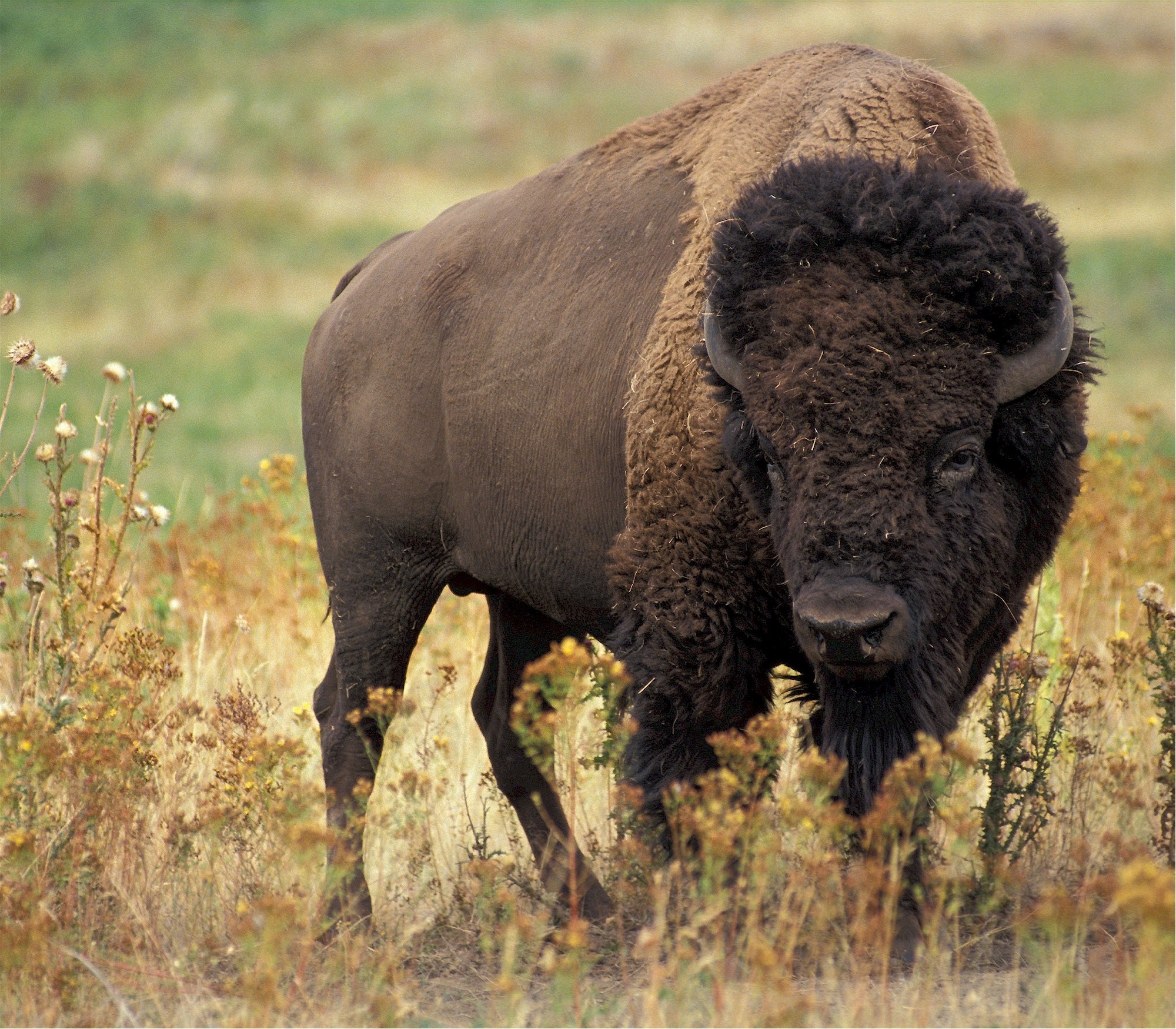Almost hunted to extinction, the buffalo—like the ceremonies that were outlawed—and the relationship they share are making their way back to our people and communities. The taking of a buffalo in itself is a ceremony that is celebrated and honoured by First Nations. 